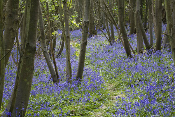 A path twists enticingly through bluebells in the woodland at Sissinghurst Castle Garden, near Cranbrook, Kent.