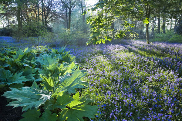 Backlit trees and bluebells in the garden at Dunham Massey, Cheshire.