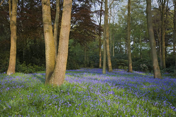 Bluebells in the Garden Wood at Dunham Massey, Cheshire.