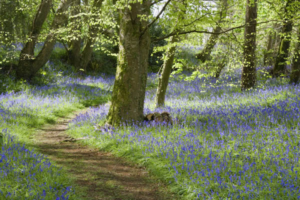 A path winds through the bluebell wood in April on the estate at Godolphin House, near Helston, Cornwall.