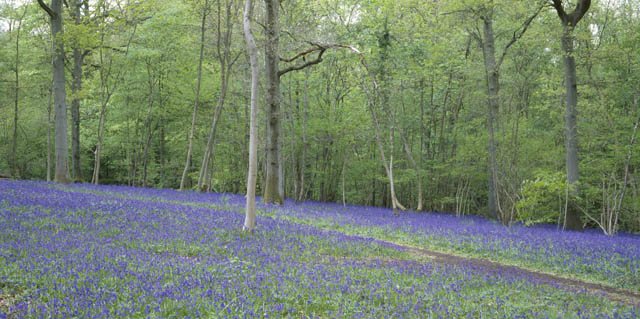 The Woodland Walk at Nymans in West Sussex photographed in May when the carpet of bluebells is out.