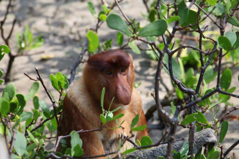 Borneo to be wild in paradise