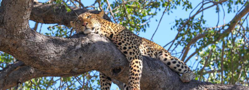 Enjoy an African safari in comfort