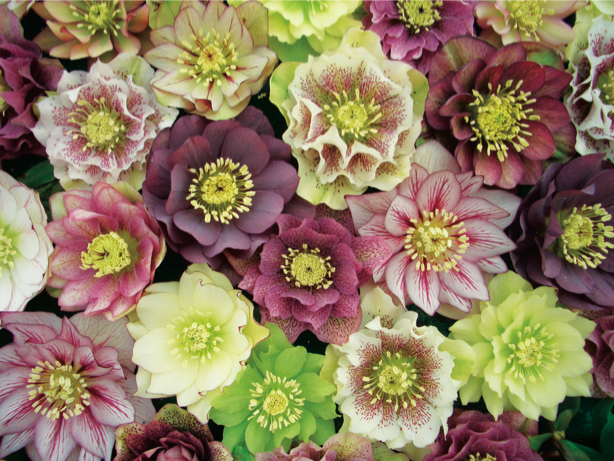 Heavenly Hellebores