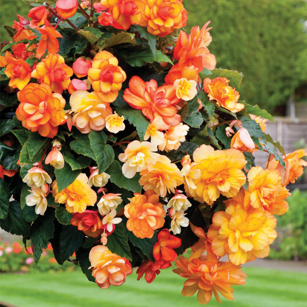 Hanging baskets brighten platforms in East Anglia