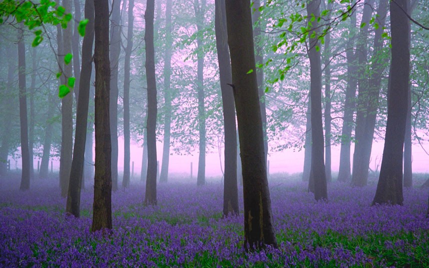 Best spots for Bluebells